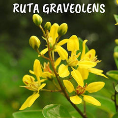 Ruta Graveolens 30ch,Boiron Homeopathic Medicine